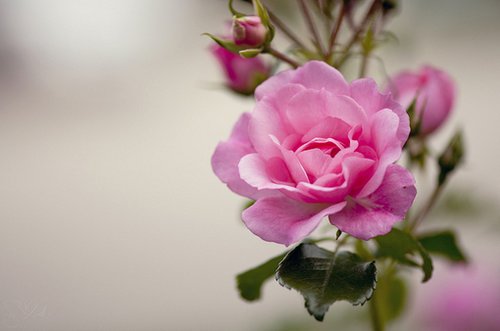 微信朋友圈女生伤感图片说说语录