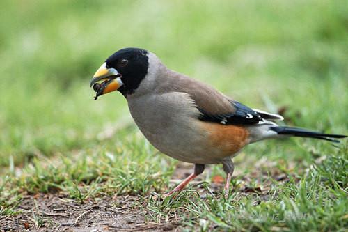 愚蠢的人用嘴,智慧的人用心,狭隘的人斗狠,慈悲的人不争 愚蠢的人用嘴,智慧的人用心,狭隘的人斗狠,慈悲的人不争