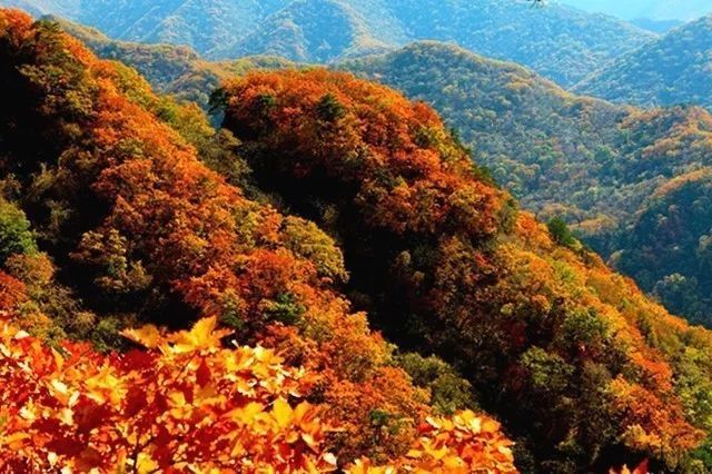 听一片枫叶的声音