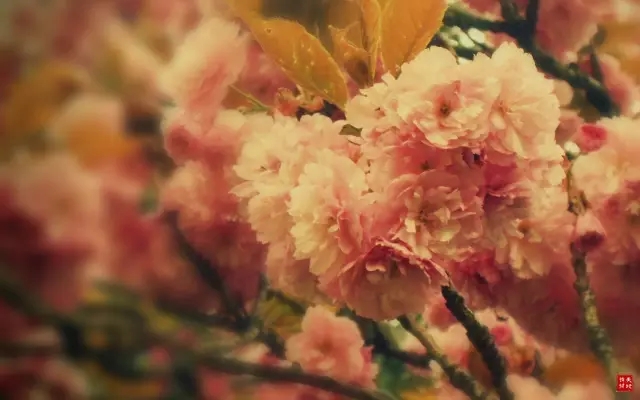 桃花十里，不如“你”