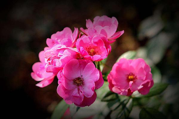 成功、快乐、价值、幸福