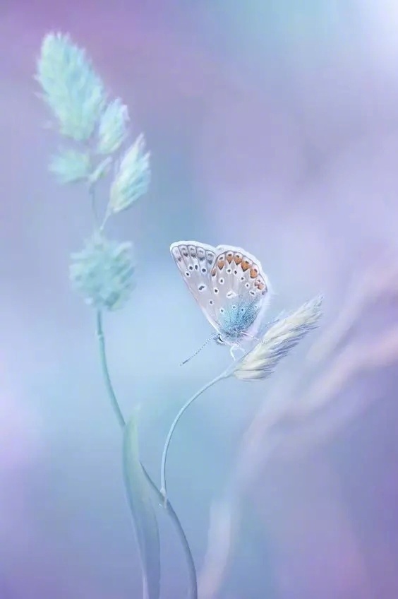 世界让我遍体鳞伤,但伤口长出的却是翅膀 世界让我遍体鳞伤,但伤口长出的却是翅膀