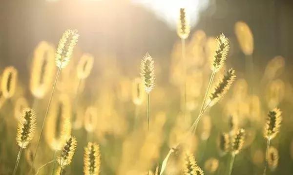 做人，就该像草一样
