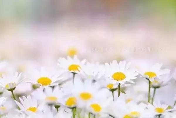 莫言:别在不喜欢你的人那丢了快乐 莫言:别在不喜欢你的人那丢了快乐