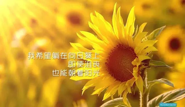 9句正能量励志语录，励志照亮人生，知识改变命运