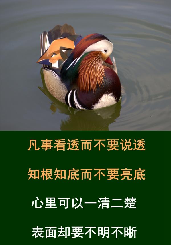 做人，难得糊涂，贵在糊涂，乐在糊涂，成在糊涂，学会糊涂