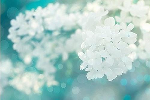 小清新温馨的爱情语录