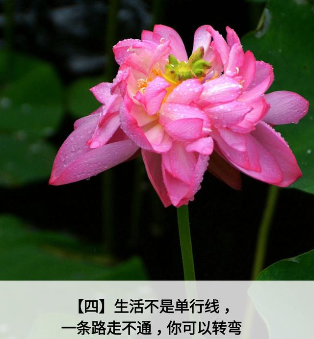 人生应该谨记的金言