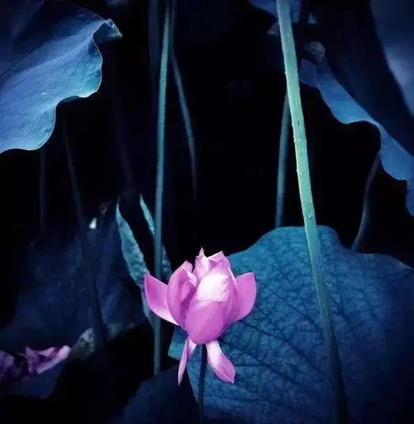 宋词里的人生真谛，抱一份深情，活一份通透