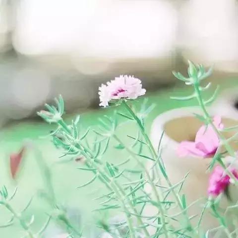 活着就是幸福，挣钱只是铺路