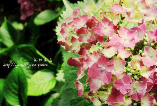 带图片的一句话经典人生感悟语录