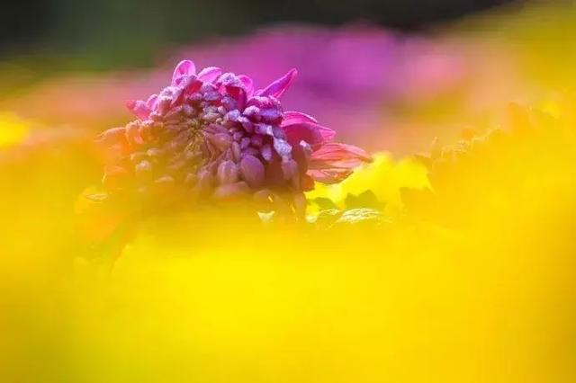 清秋，绽放一树静美