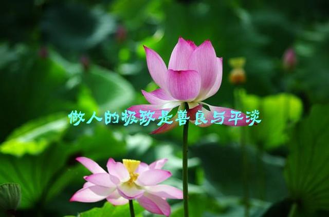 做人不能太善良，说的真好