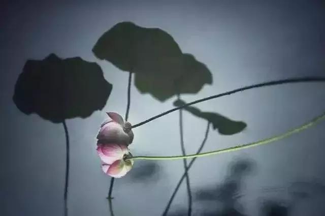 宋词里的人生真谛，抱一份深情，活一份通透