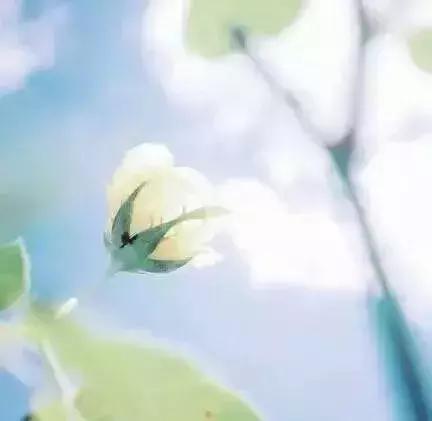 淡而不厌