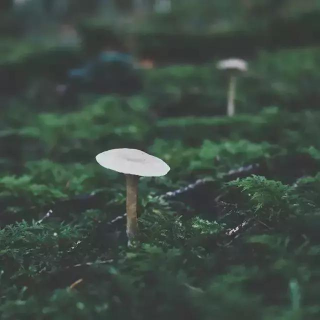 人生的四种境界：惊而不乱，痛而不言，迷而不失，笑而不语