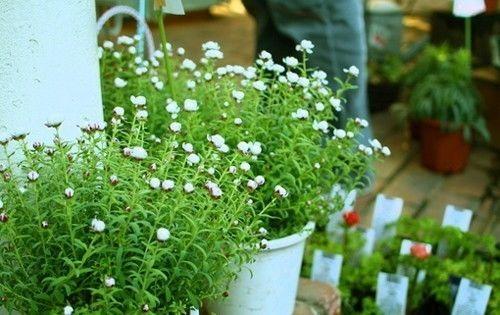 微信里最温馨唯美的爱情语录