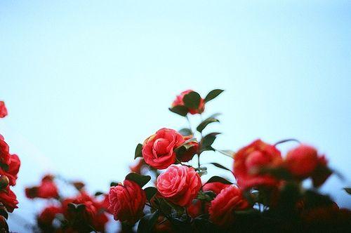 微信里最温馨唯美的爱情语录