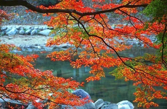 听一片枫叶的声音