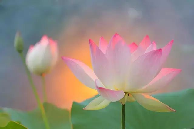从此，心如莲花，不再恨人