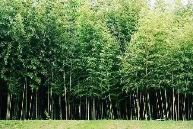 靠人靠地靠祖先，不算是好汉