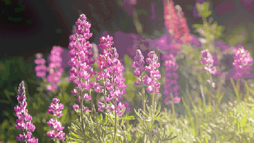 一似美人春睡起，回眸一眼百媚生