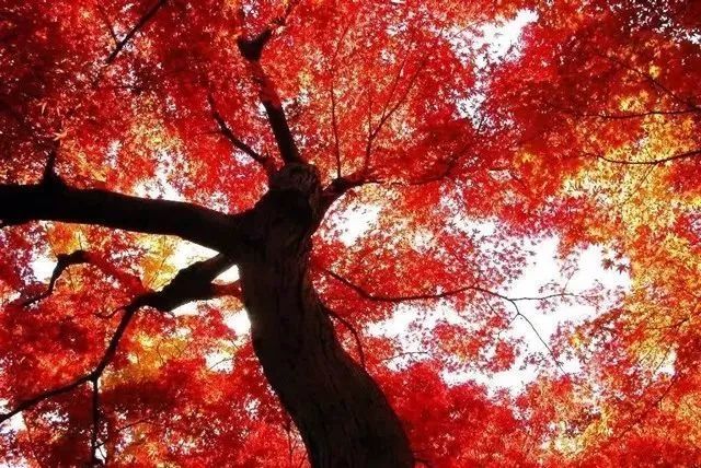 听一片枫叶的声音