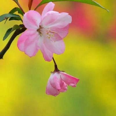 友谊（美文）