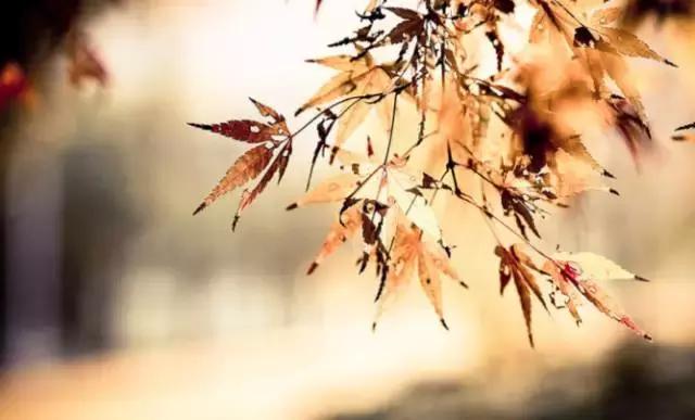 秋叶做成秋,恰上心头 秋叶做成秋,恰上心头