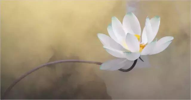 从此，心如莲花，不再恨人