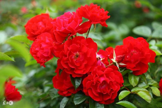 喜我者，我惜之，嫌我者，我弃之（精辟）