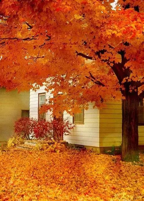 爱在深秋,致我最爱的人 爱在深秋,致我最爱的人