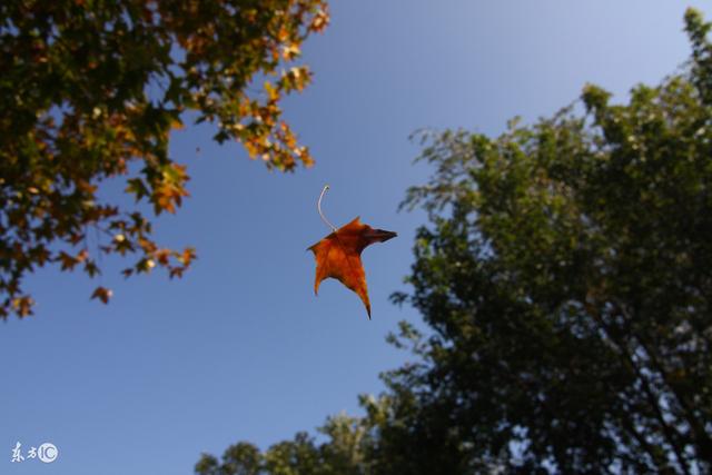 没有心机的人，活得最开心（送给善良的你）