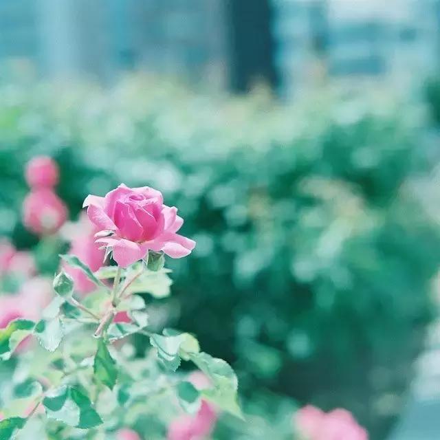 清 醒（写的真好）