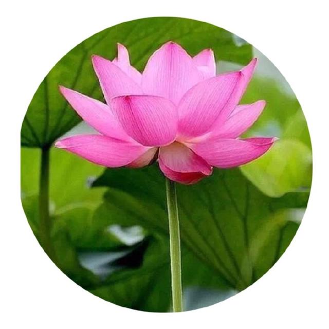 人生两境界：知道与知足