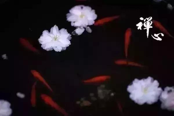 佛说：付出，不要后悔，失去，也不要遗憾