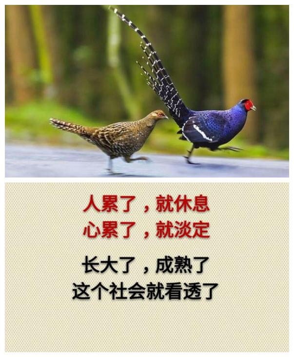 你累吗？（累就看看）