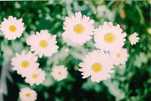 念花开，一念花落