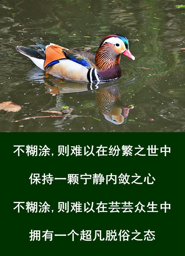 做人，难得糊涂，贵在糊涂，乐在糊涂，成在糊涂，学会糊涂