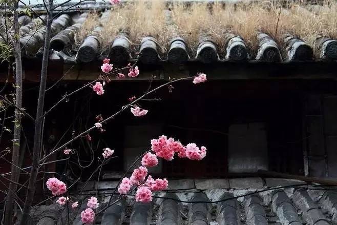 许我一场花开，还你一世繁华