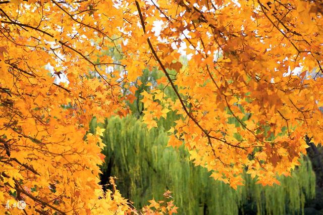 时时落叶纷纷秋彩满地 时时落叶纷纷秋彩满地