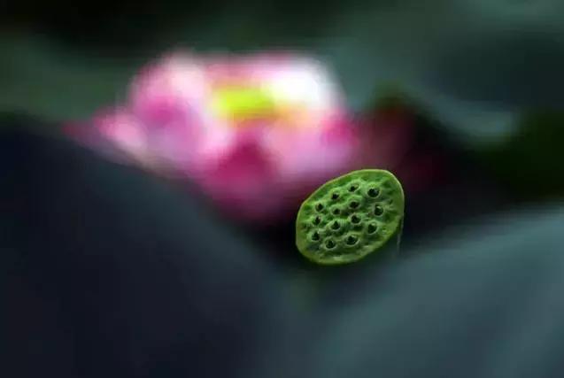 来世，做一朵花吧