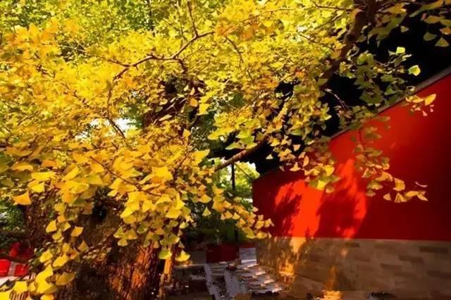 秋风舞落叶,瘦笔书相思 秋风舞落叶,瘦笔书相思