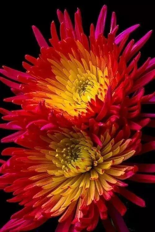落花无言，人淡如菊
