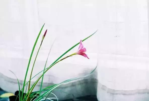 徐志摩：懂，是世界上最温情的语言