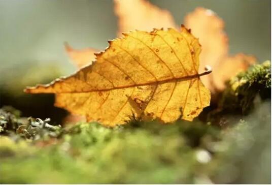 风一程，雨一程，人生一程又一程