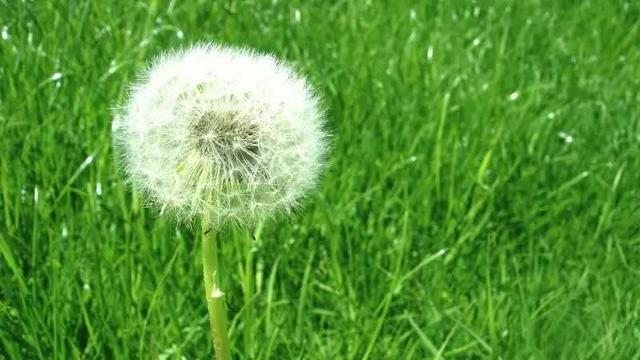 被爱的人是长不大的孩子，缺爱的人总是早熟