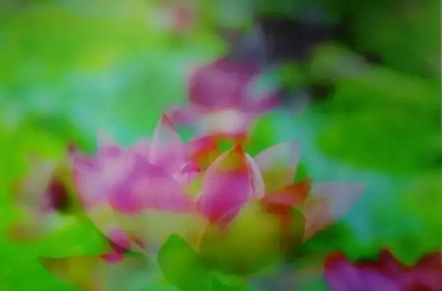 人生之大境界：心如莲花，念如菩提