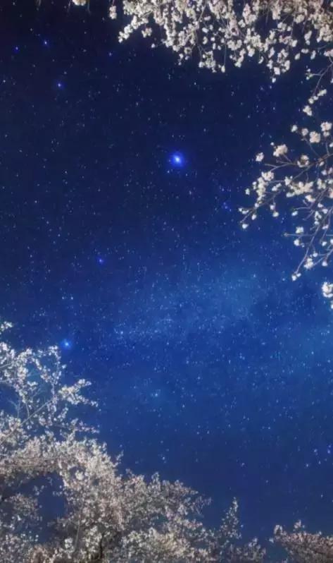 鲁迅：秋夜