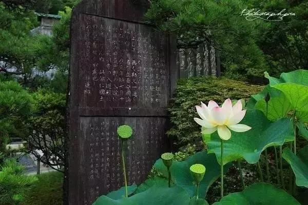 大悟之人，知世故而不世故